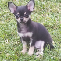 Cucciolo maschio di chihuahua con pedigree