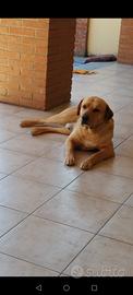 Labrador maschio per monta