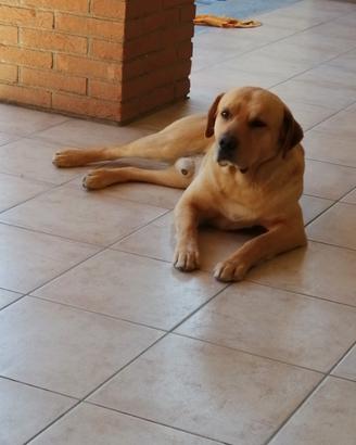 Labrador maschio per monta