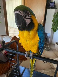 Pappagallo ara Ararauna