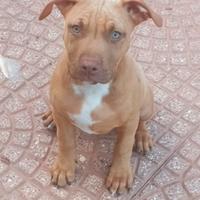 Pitbull american terrier