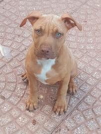 Pitbull american terrier