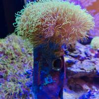 acquario marino coralli 
