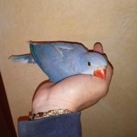 Baby pulli parrocchetti pappagalli imbecco