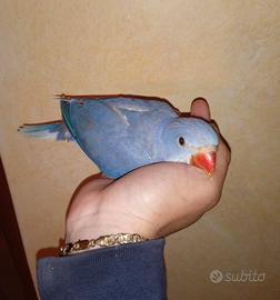 Baby pulli parrocchetti pappagalli imbecco