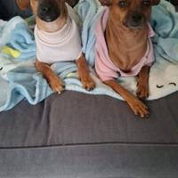 Cucciolo incrocio pincher barboncino