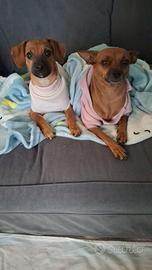 Cucciolo incrocio pincher barboncino