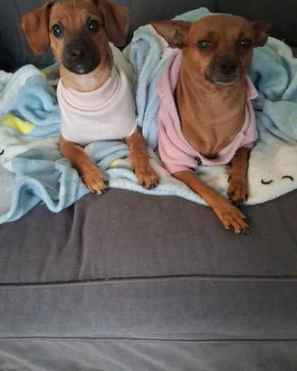 Cucciolo incrocio pincher barboncino