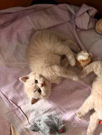British shorthair