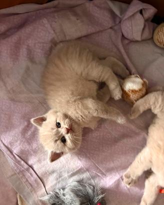 British shorthair