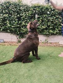 Labrador colore cioccolato da montare con pedegree
