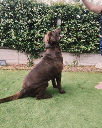 Labrador colore cioccolato da montare con pedegree