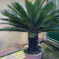 Piante di cycas e agrumi