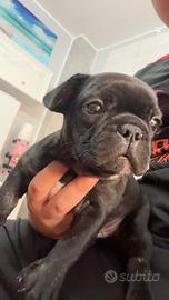 Bull dog 3 colori