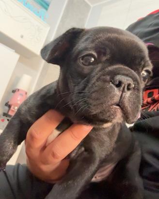 Bull dog 3 colori