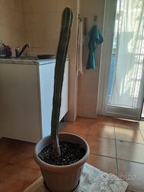 Pianta cactus altezza cm 100 circa per amatori