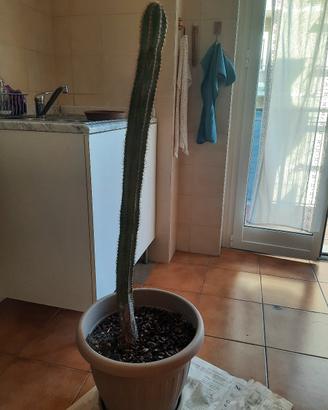 Pianta cactus altezza cm 100 circa per amatori