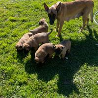 Cuccioli di Malinois- Pastore Belga