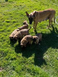 Cuccioli di Malinois- Pastore Belga