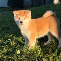 Cucciola Akita Inu Pedigree