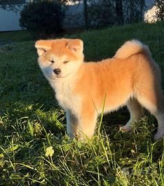 Cucciola Akita Inu Pedigree