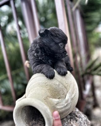 Cuccioli volpino