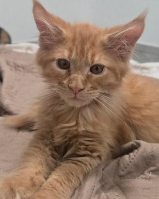 cuccioli Maine Coon Red 3 mesi 