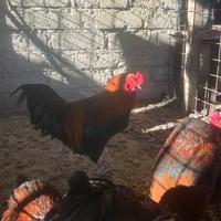 Gallo auracana