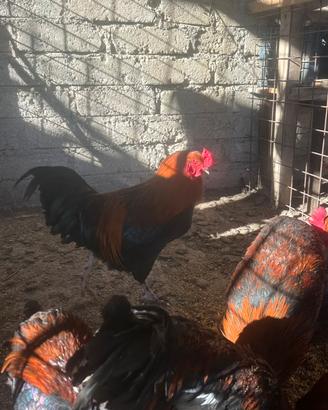 Gallo auracana