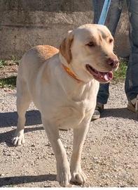 Labrador femmina