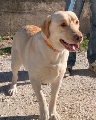 Labrador femmina