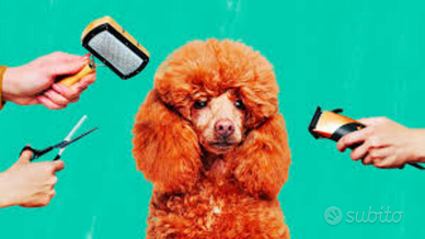 Vendita attività pet shop con toelettatura