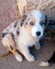 Pastore Australiano Blue Merle