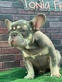 Bulldog francese