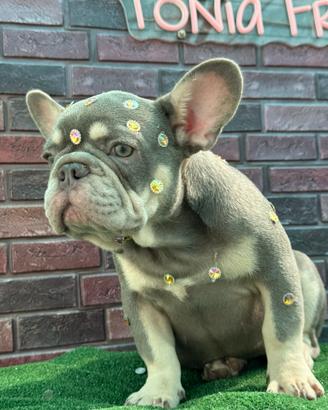Bulldog francese