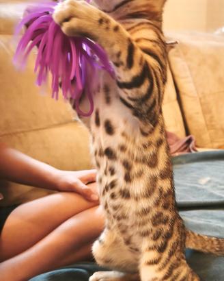 Cucciola di Gatto Bengala 3 mesi Allevamento Enfi