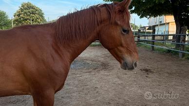 Cavallo sauro