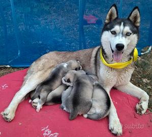 Cuccioli di Husky puri con Pedegree