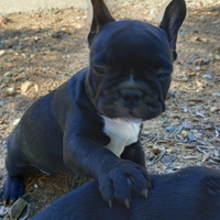Bulldog francese maschietto