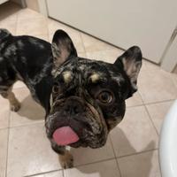 Bulldog Francese per monta