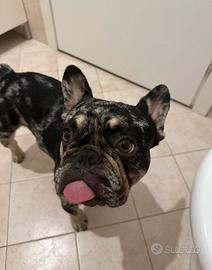 Bulldog Francese per monta