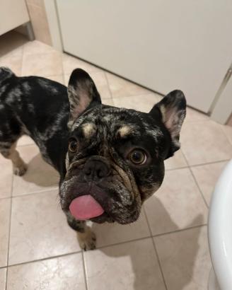 Bulldog Francese per monta