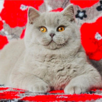 Fidanzato SCOTTISH Straight lilac