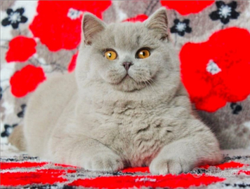 Fidanzato SCOTTISH Straight lilac