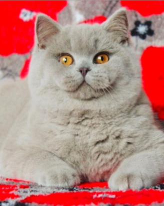 Fidanzato SCOTTISH Straight lilac