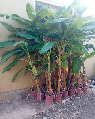 piante di banano