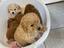 Immagine 3