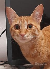 Gattina