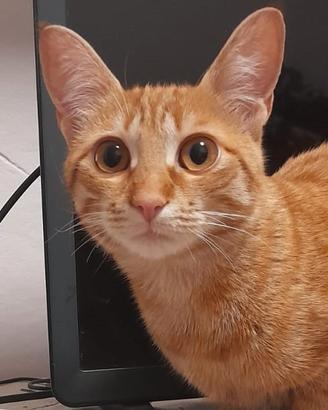 Gattina