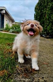 femminuccia pastore australiano red merle pedigree
